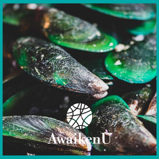 Green Lipped Mussel