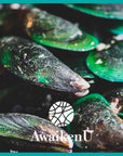Green Lipped Mussel - 5 - AwaikenU